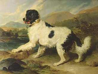 Newfoundland Dog Called Lion